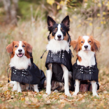 Cappotto impermeabile foderato per cane Back on Track Nero Cappotto impermeabile foderato per cane Back on Track Nero