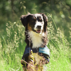 Cappotto rinfrescante per cane Back on Track Cappotto rinfrescante per cane Back on Track