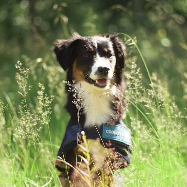 Cappotto rinfrescante per cane Back on Track Cappotto rinfrescante per cane Back on Track