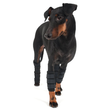 Protezione zampe anteriori Back on Track per cane Protezione zampe anteriori Back on Track per cane