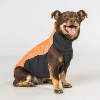 Maglione per cane Eddie... Maglione per cane Eddie...