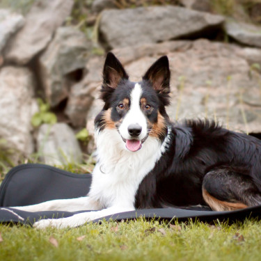 Tappeto per gabbia per cane Back on Track Tappeto per gabbia per cane Back on Track