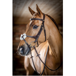 Bridon LeMieux Grackle Avana Marrone
