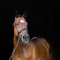 Filet anatomico Clermont Horze Marrone scuro