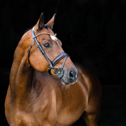 Filet anatomico Clermont Horze Filet anatomico Clermont Horze
