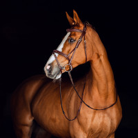 Filet Sion met teugels Horze Marrone