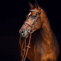 Filet Sion met teugels Horze Marrone