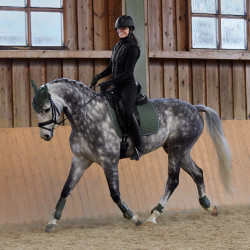 Paratendini Adepto Horze Scarabeo verde kaki