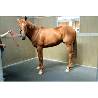 Materasso da box Pegaso