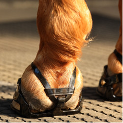 Hipposandalo Scootboot Adjust (Enduro) Hipposandalo Scootboot Adjust (Enduro)