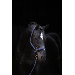 Capezza TopLine Covalliero Blu navy Capezza TopLine Covalliero Blu navy