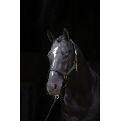 Capezza TopLine Covalliero Nero