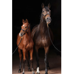Capezza TopLine Covalliero Nero