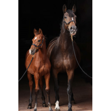 Capezza TopLine Covalliero Nero
