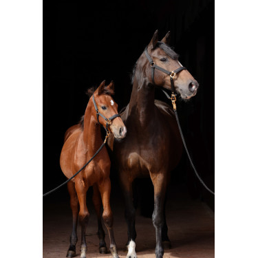 Capezza TopLine Covalliero Nero