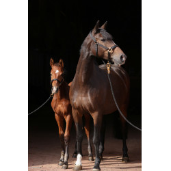 Capezza TopLine Covalliero Nero