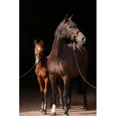 Capezza TopLine Covalliero Nero