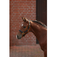 Capestro per puledro TopLine Covalliero Blu navy Capestro per puledro TopLine Covalliero Blu navy