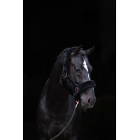 Halster SuperSoft Covalliero Nero Halster SuperSoft Covalliero Nero