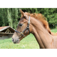 Veulenhalster Eco Covalliero Marrone