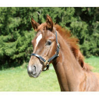 Veulenhalster Eco Covalliero Nero