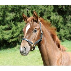 Veulenhalster Eco Covalliero Nero