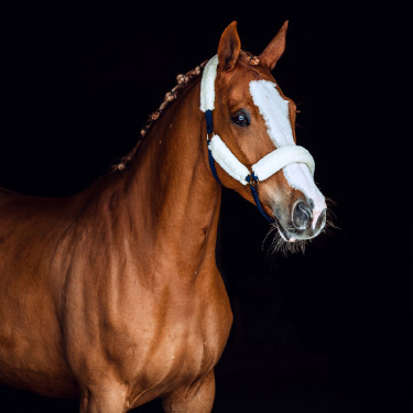 Capezzina in montone Horze Lincoln Abito blu / bianco sporco Capezzina in montone Horze Lincoln Abito blu / bianco sporco