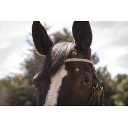 Bridon Pénélope Harmonie Avana Marrone