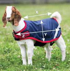 Illustrazione della guida alle taglie per Animali domestici Horseware