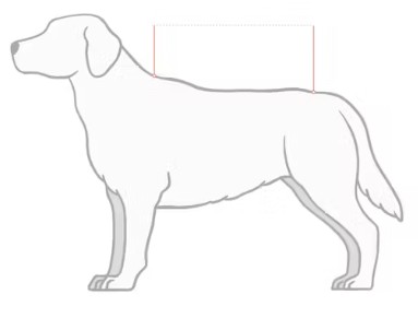 Illustrazione della guida alle taglie per Attrezzatura per cani Kentucky