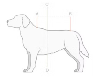 Illustrazione della guida alle taglie per Coperta per cane Kentucky